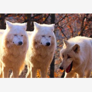 Laughing Wolves meme template