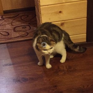 Loading Cat meme template