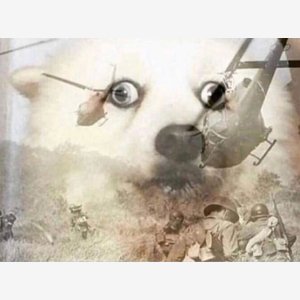 Ptsd Dog meme template