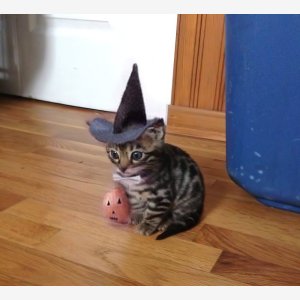 Spooky Hat Cat meme template