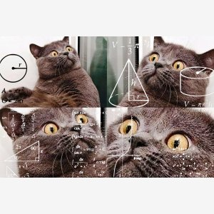 Surprised Cat Surprised Math Lady meme template