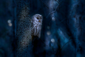ural-owl-heic.heic - Sample HEIC File
